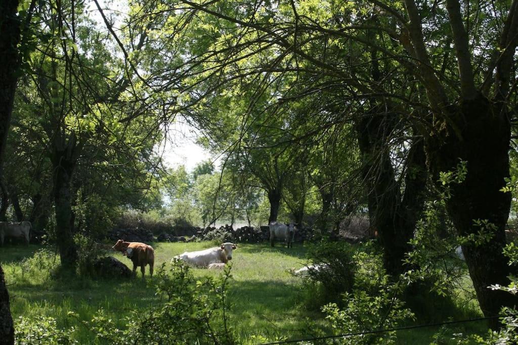 Casa Rural La Fresneda De Tenzuela セゴビア エクステリア 写真